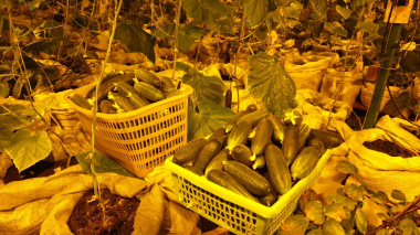 Свежие овощи и зелень по доступным ценам появились в Анадыре: резидент ТОР «Чукотка» открыл теплицу